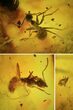 Two Fossil Ants & A Mite In Baltic Amber #50652-1